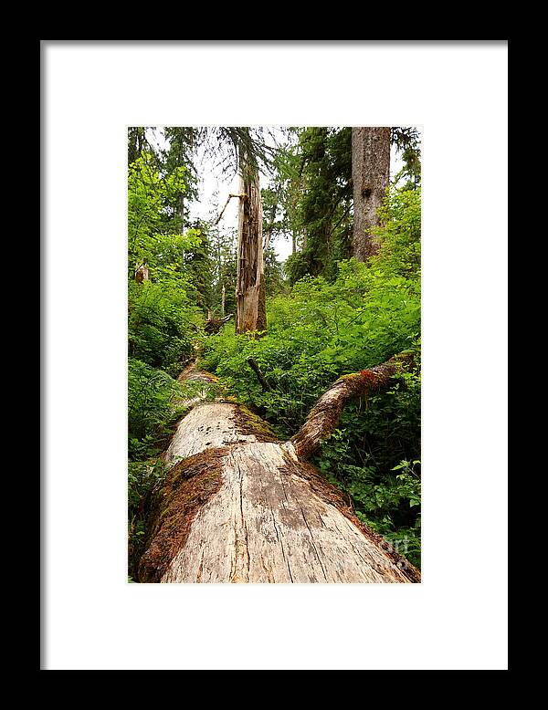 Fern Framed Print featuring the photograph Rainforest Greens by Christiane Schulze Art And Photography