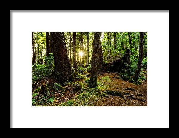 Rainforest Framed Print featuring the photograph Rainforest Path by Chad Dutson