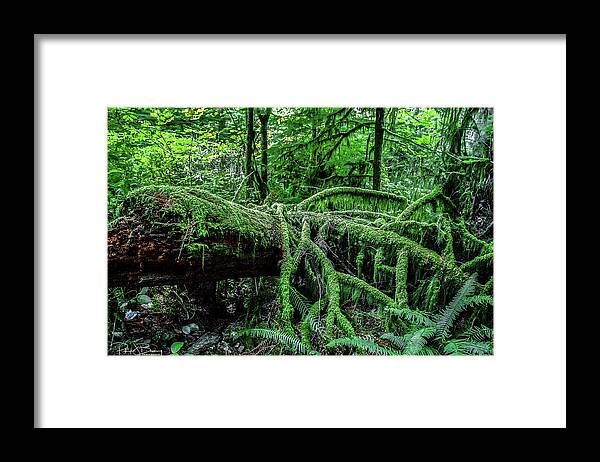 Rainforest Framed Print featuring the photograph Rainforest by Patrick Boening