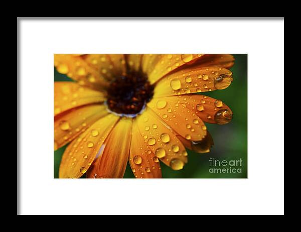 Orange Framed Print featuring the photograph Rainy Day Daisy by Thomas R Fletcher