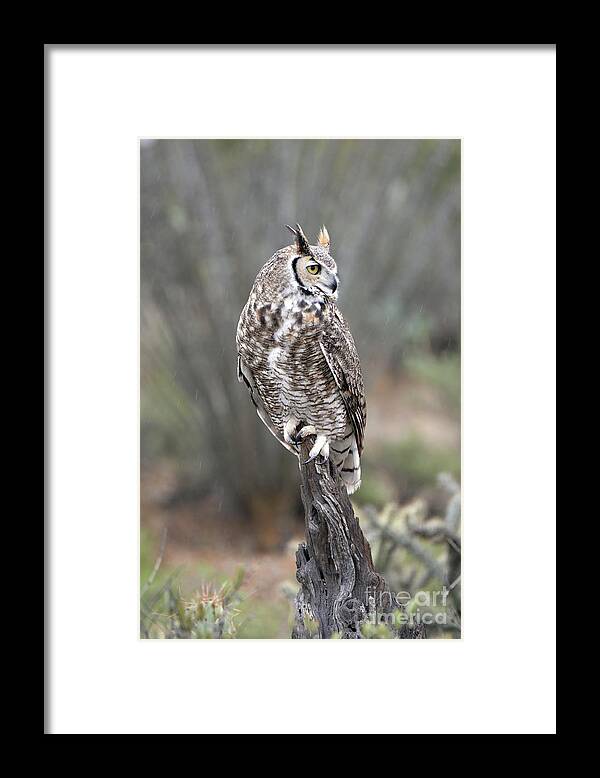Denise Bruchman Framed Print featuring the photograph Rainy Day Owl by Denise Bruchman