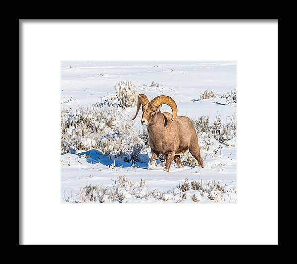 Big-horn Ram Framed Print featuring the photograph Ram In Rut by Yeates Photography