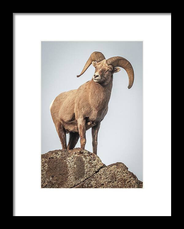 Ram Framed Print featuring the photograph Ram of the Rio Grande by Britt Runyon