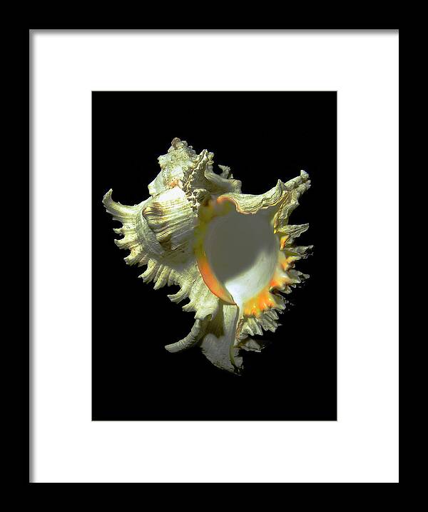 Frank Wilson Framed Print featuring the photograph Rams Horn Seashell Murex ramosus by Frank Wilson
