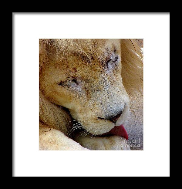 Lion Framed Print featuring the photograph Ramses by Lori Lafargue