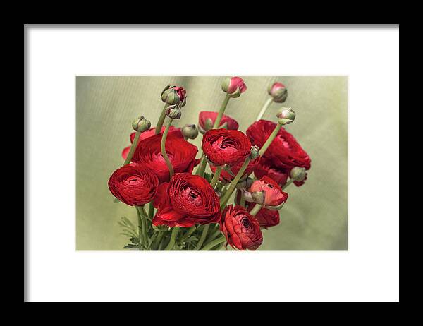 Red Framed Print featuring the photograph Ranunculus red by Vanessa Thomas