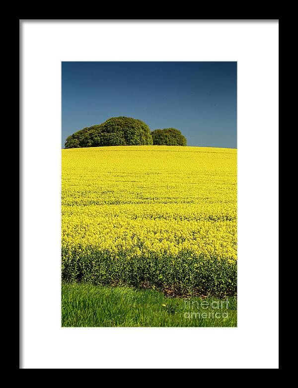 Rapeseed Framed Print featuring the photograph Rapeseed field by Sheila Smart Fine Art Photography