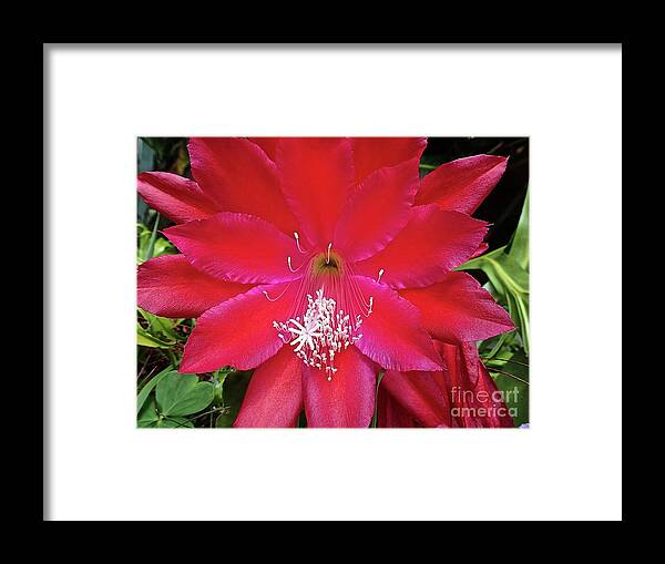 Epiphyllum Framed Print featuring the photograph Rare Beauty by Cheryl Cutler