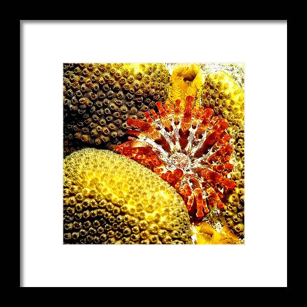 Reef Framed Print featuring the photograph Rare Orange Tipped Corallimorph - Fire in the Sea by Amy McDaniel