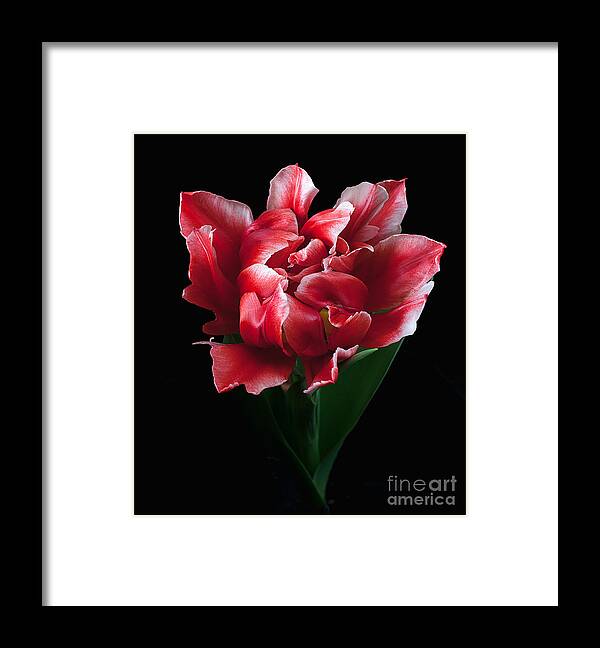 Flower Framed Print featuring the photograph Rare Tulip Willemsoord by Ann Jacobson
