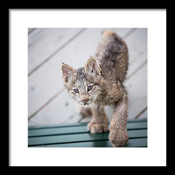 Lynx Framed Print featuring the photograph Does click mean edible by Tim Newton