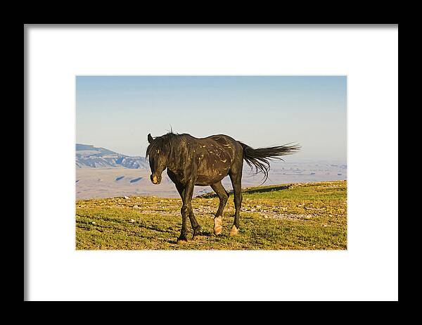 Mark Miller Photos Framed Print featuring the photograph Raven- a Wild Stallion by Mark Miller