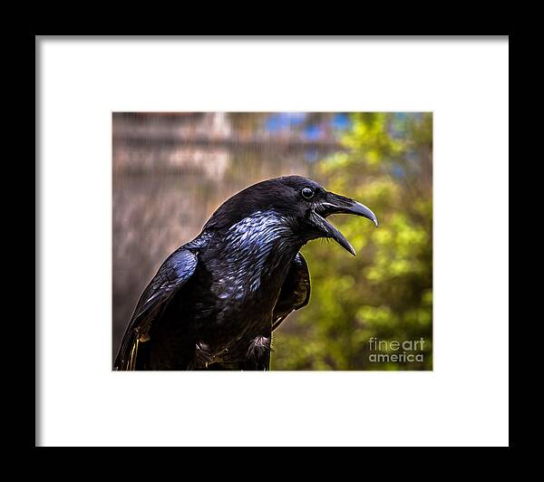 Raven Framed Print featuring the photograph Raven Profile by Blake Webster