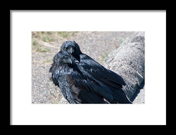 Grand Teton Framed Print featuring the photograph Ravens Watch by Steve Stuller