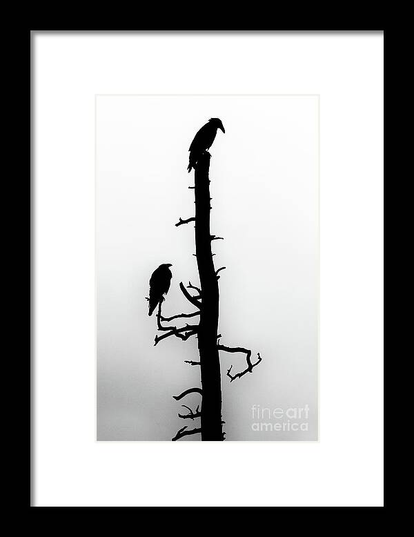 Raven Framed Print featuring the photograph Raven's Wood by Jim Garrison