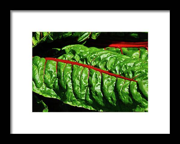 Kale Framed Print featuring the photograph Raw Food by Harry Spitz