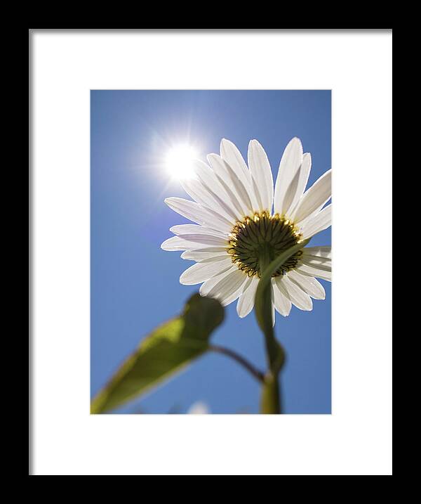 Daisy Framed Print featuring the photograph Reach by Holly Ross