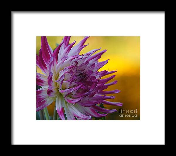 Dahlia Framed Print featuring the photograph Reach Out by Patricia Strand