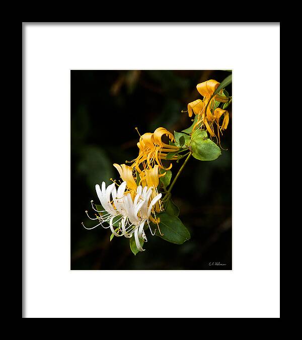 Flowers Framed Print featuring the photograph Reaching by Christopher Holmes