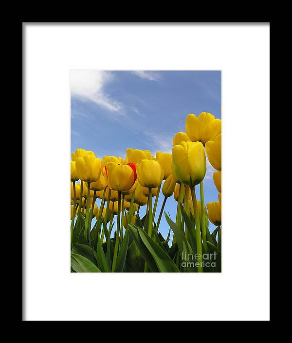 Tulips Framed Print featuring the photograph Reaching for the Heavens by Louise Magno