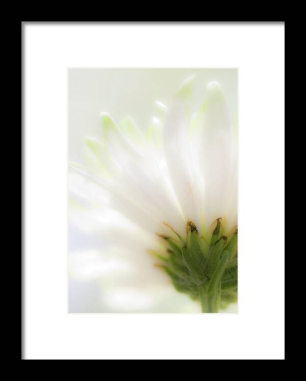 Flower Framed Print featuring the photograph Reaching for the light by Karen Smale