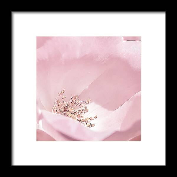 Flower Framed Print featuring the photograph Reaching For The Sun by Jennifer Grossnickle