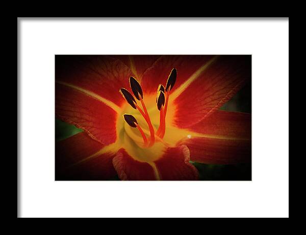 Reaching Framed Print featuring the photograph Reaching for the Sun by Judy Hall-Folde