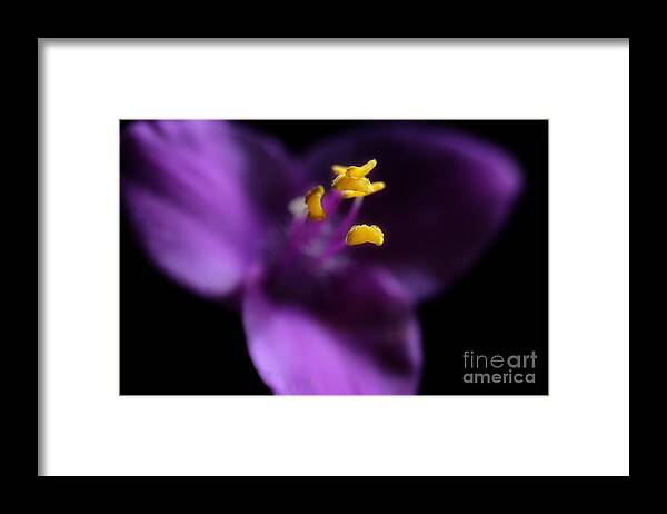 Purple Heart Flower Framed Print featuring the photograph Reaching by Michael Eingle