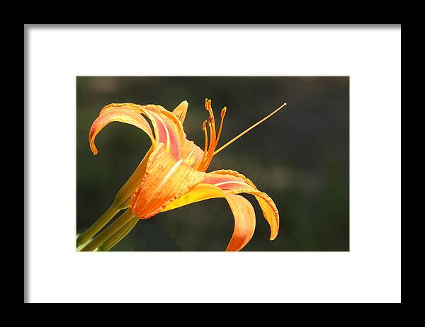 Nature Framed Print featuring the photograph Reaching Out by Sheila Brown
