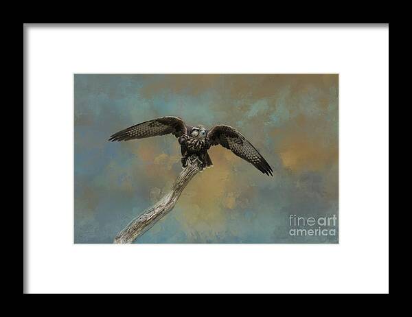 Common Kestrel Framed Print featuring the photograph Ready for Flight by Eva Lechner