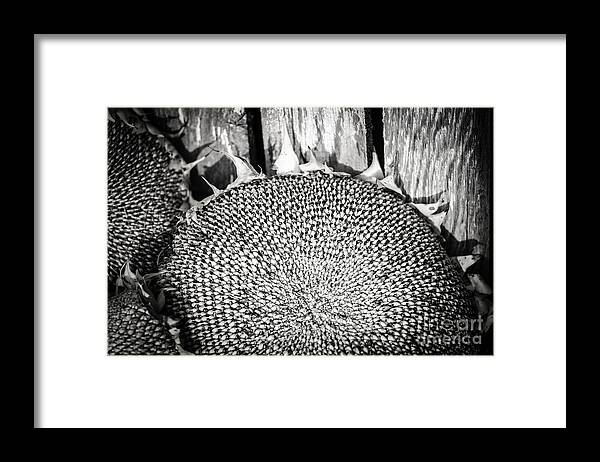 Harvest Framed Print featuring the photograph Ready For Harvesting by Nick Boren