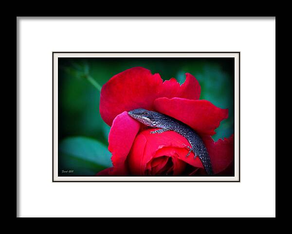 Lizard Framed Print featuring the photograph Ready for Romance by Farol Tomson