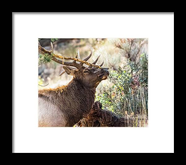 Bull Elk Framed Print featuring the photograph Ready For Rut by Yeates Photography