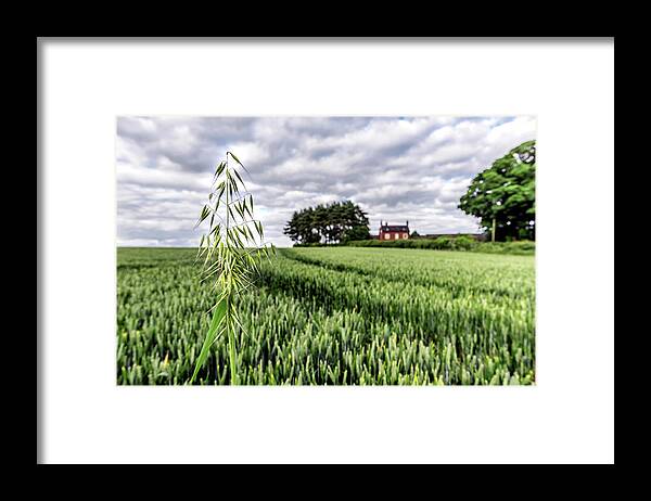 Harvest Framed Print featuring the photograph Ready to Harvest by Nick Bywater