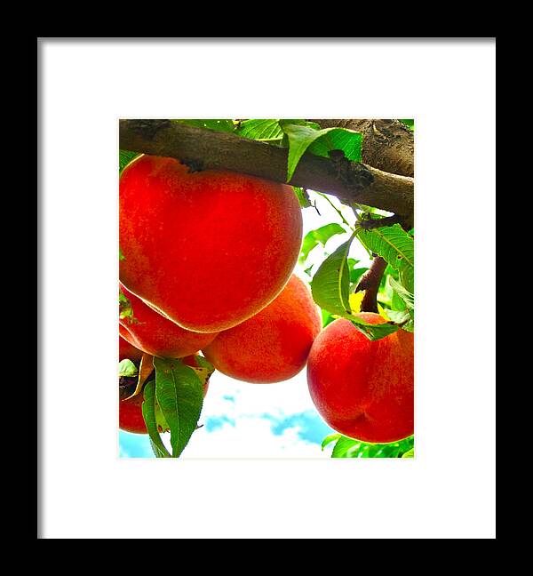Photograph Of Peaches Framed Print featuring the photograph Ready to Pick by Gwyn Newcombe