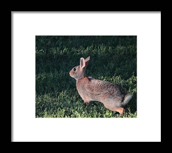 Rabbit Framed Print featuring the photograph Ready to Run by John Moyer