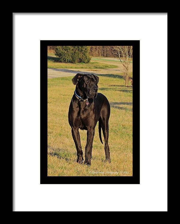 Great Dane Framed Print featuring the photograph 'Really Big Bigg of Crescent Farm' by PJQandFriends Photography