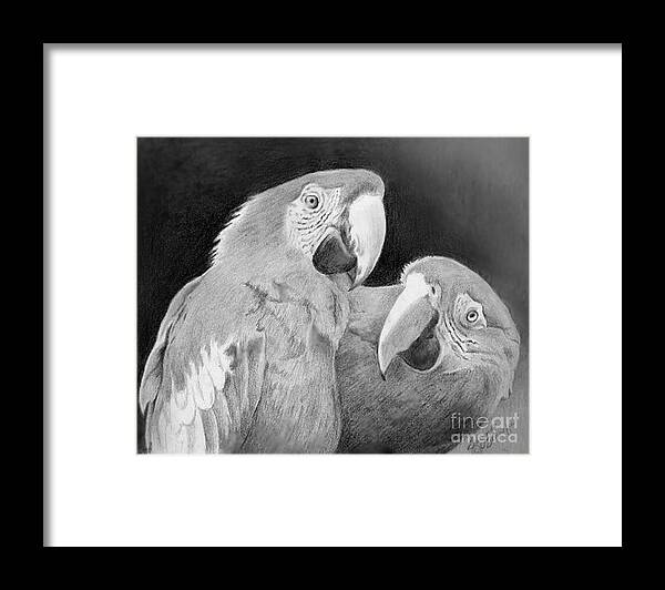 Macaws Framed Print featuring the drawing Really OMG by Suzanne Schaefer