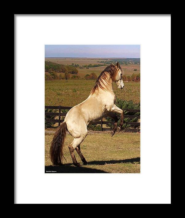 Horse Framed Print featuring the photograph Wild At Heart by Barbie Batson