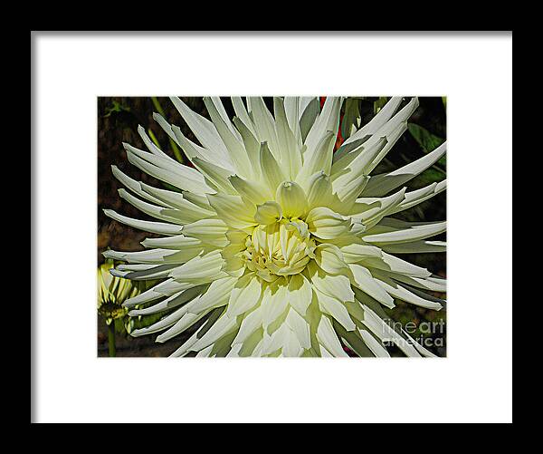 Flower Framed Print featuring the photograph Rebirth by Joyce Creswell
