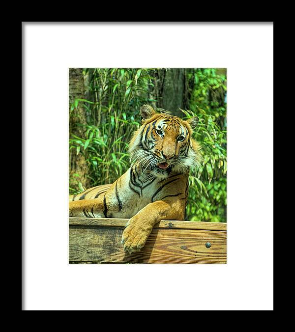 Tiger Framed Print featuring the photograph Reclining Tiger by Artful Imagery