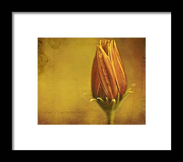 Floral Art Framed Print featuring the photograph Recollection by Bonnie Bruno