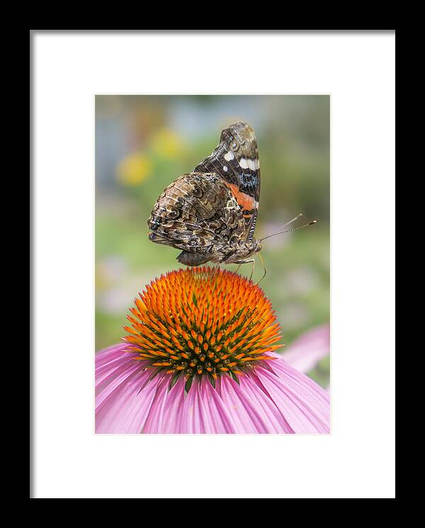 Echinacea Purpura Framed Print featuring the photograph Red Admiral butterfly on coneflower by Jim Hughes