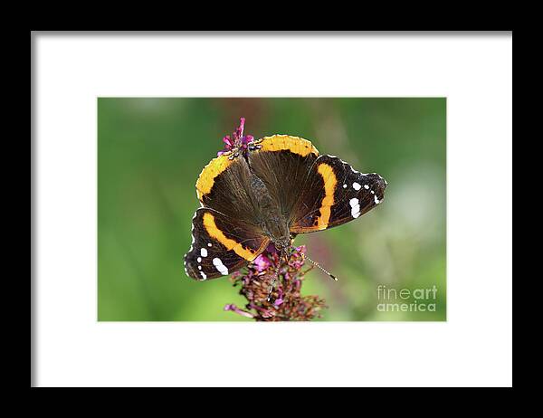 Red Admiral Butterfly Framed Print featuring the photograph Red Admiral Keeps Head Down by Robert E Alter Reflections of Infinity