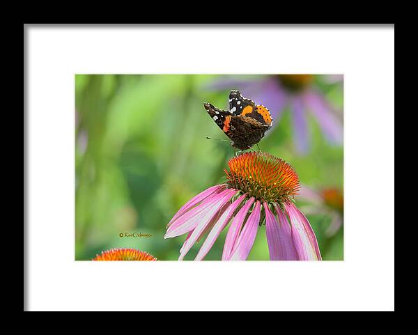 Butterfly Framed Print featuring the photograph Red Admiral on Cone Flower by Kae Cheatham