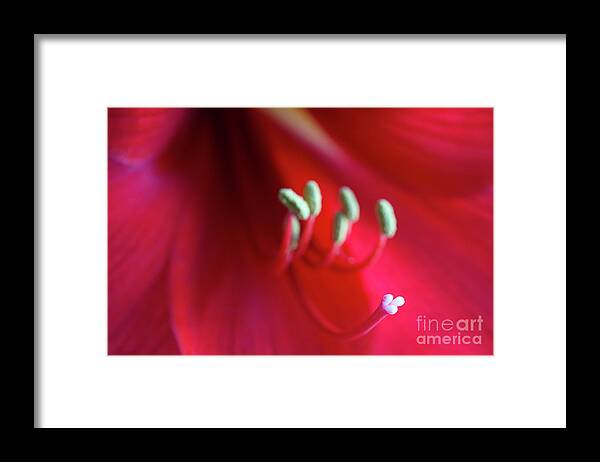 Red Amaryllis Framed Print featuring the photograph Red Amarylis by Elena Nosyreva