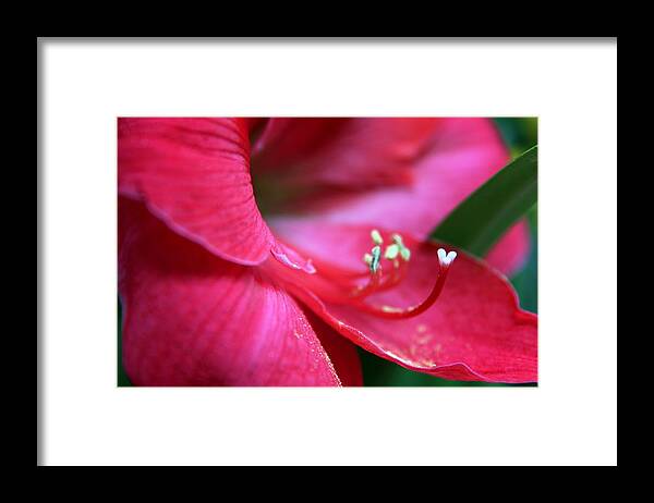 Red Amaryllis Framed Print featuring the photograph Red Amaryllis Closeup by Carol Montoya