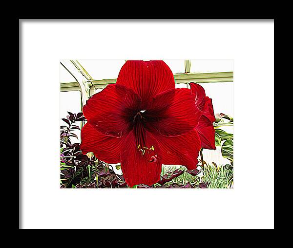 Red Amaryllis Flower Expressionist Effect Framed Print featuring the photograph Red Amaryllis Flower Expressionist Effect by Rose Santuci-Sofranko