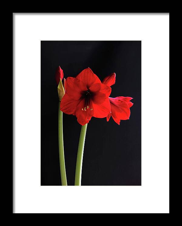 Red Amaryllis Framed Print featuring the photograph Red Amaryllis by Jeff Townsend