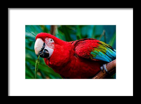 Red And Green Macaw Framed Print featuring the photograph Red and Green Macaw by Ginger Wakem